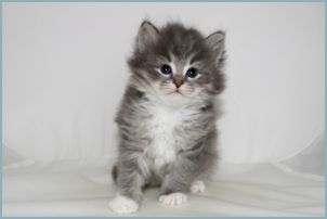 Male Siberian Kitten from Deedlebug Siberians